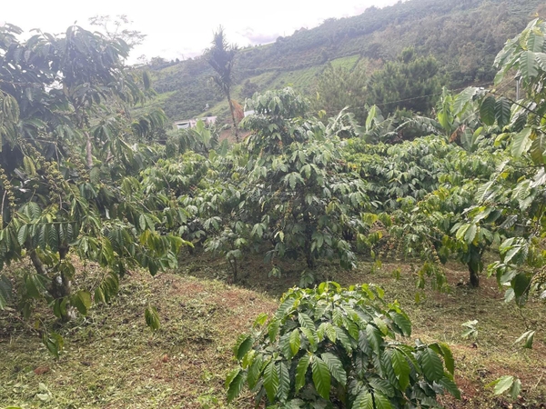 Bán đất sào tại Đambri, Bảo Lộc