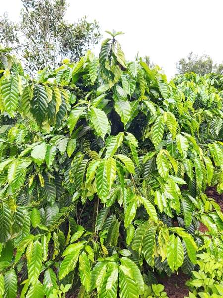 Bán đất Lâm Đồng tại Đinh Lạc