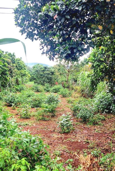 Bán nhà vườn Đà Lạt 2 mặt tiền tại trung tâm khu dân cư Tà Nung