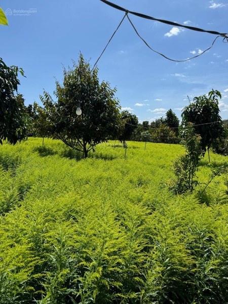 Bán đất Đà Lạt Phường 3 giá tốt