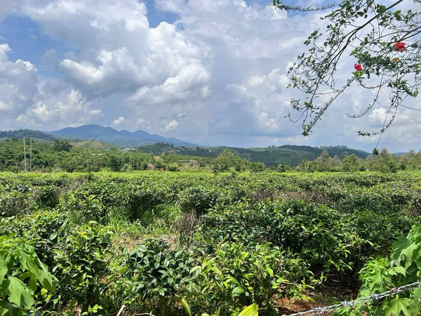 Bán đất nền Đà Lạt tại đường Thống Nhất giá tốt