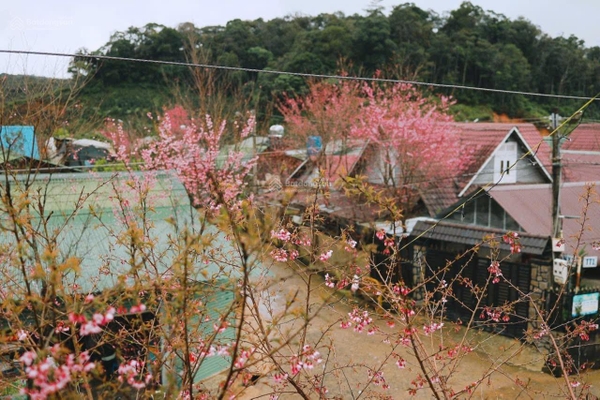 Đất Lạc Dương giá tốt