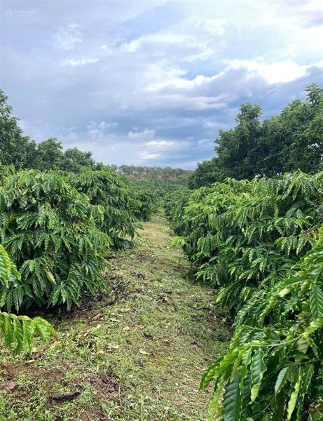 Bán đất nền Đơn Dương tại xã Tu Tra có vườn cà phê