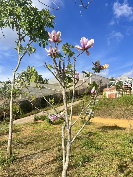 Đất Lạc Dương tại Đạ Nghịt giá tốt