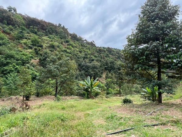 Bán đất Đam Đri có vườn sầu riêng