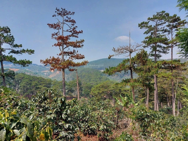 Bân đất Đà Lạt đường Nguyễn Trung Trực