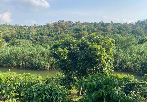 Bán đất nền Đơn Dương tại xã Tu Tra có vườn cà phê