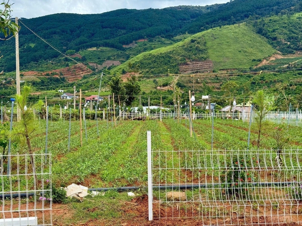 Đất Lâm Hà thị trấn Nam Ban giá ngộp