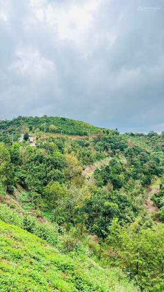 Mua bán đất Bảo Lâm tại xã Tân Lạc