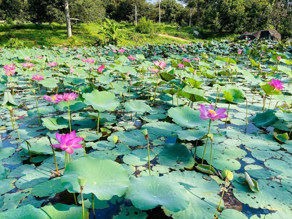 Mua bán biệt thự vườn giá tốt