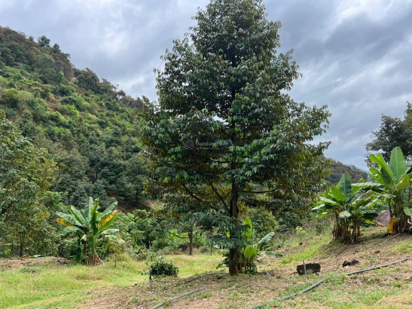 Bán đất Đam Đri có vườn sầu riêng