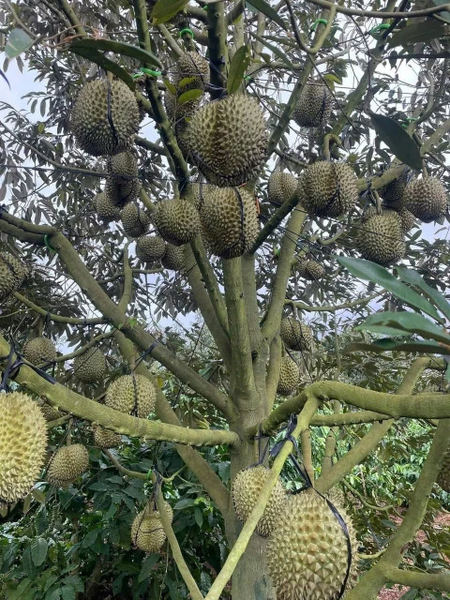 Bán đất nền Lâm Hà tại xã Đan Phượng view săn mây có vườn