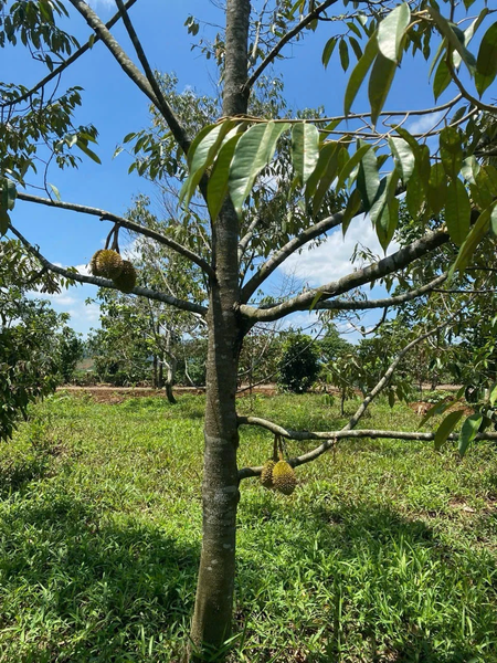 Bán đất nền Đà Lạt tại đường Thống Nhất giá tốt