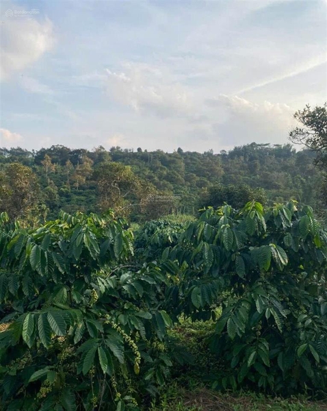Bán đất nền Đơn Dương tại xã Tu Tra có vườn cà phê