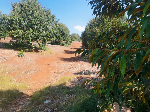 Bán đất nền Lâm Hà tại xã Đan Phượng view săn mây có vườn