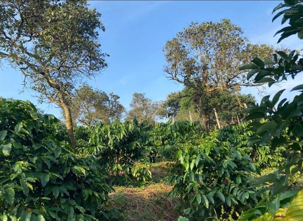 Bán đất nền Đơn Dương tại xã Tu Tra có vườn cà phê
