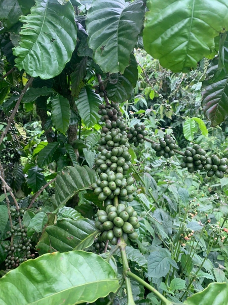 Đất vườn Đức Trọng gần Tân Hội