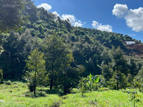 Bán đất Đam Đri có vườn sầu riêng