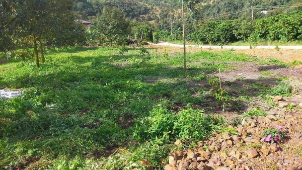 Bán đất Lâm Đồng giá rẻ tại Tân Lạc