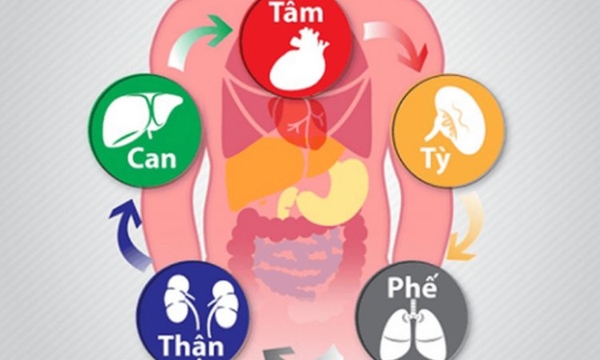 Thận ảnh hưởng đến những cơ quan nào?