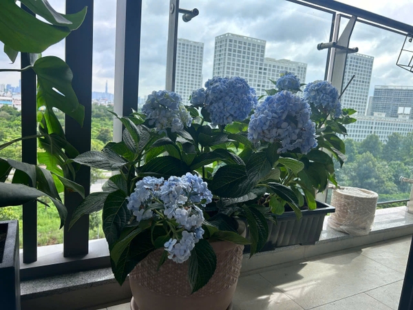 Urban Hill Phu My Hung Apartment for Sale | 80 sqm | 2 Bedrooms | Corner Unit | Premium Furnished
