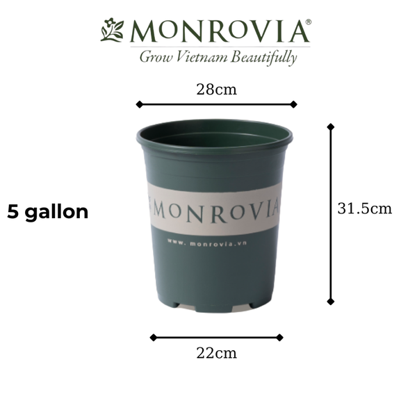 Chậu nhựa trồng cây MONROVIA 5 Gallon để bàn, treo ban công, treo tường, ngoài trời, sân vườn, tiêu chuẩn Châu Âu