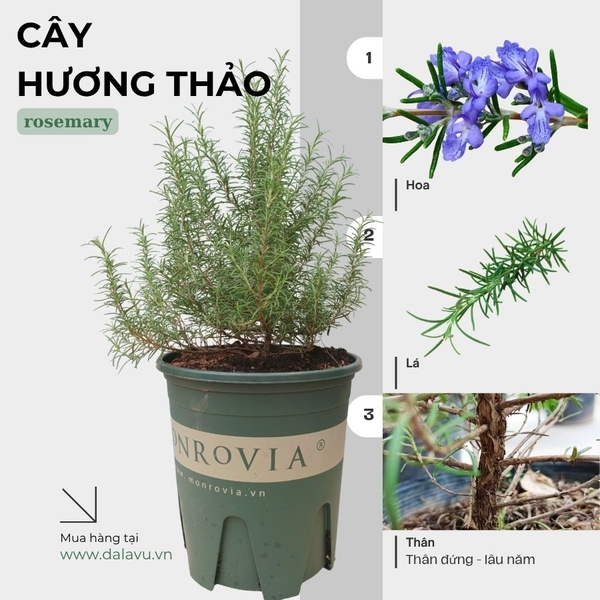 Cây hương thảo | Rosemary