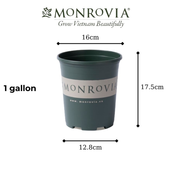 Chậu nhựa Monrovia 1 gallon