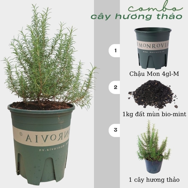 Cây hương thảo | Rosemary