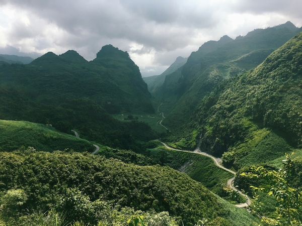 Bashtea Ancient Shan Tuyết Tea | Bashtea 越南河江山雪古树茶