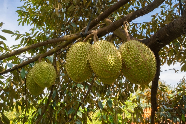 Dak Lak Durian | 越南多乐榴莲