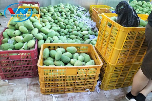 Rổ đựng xoài tại nhựa Việt Nhật