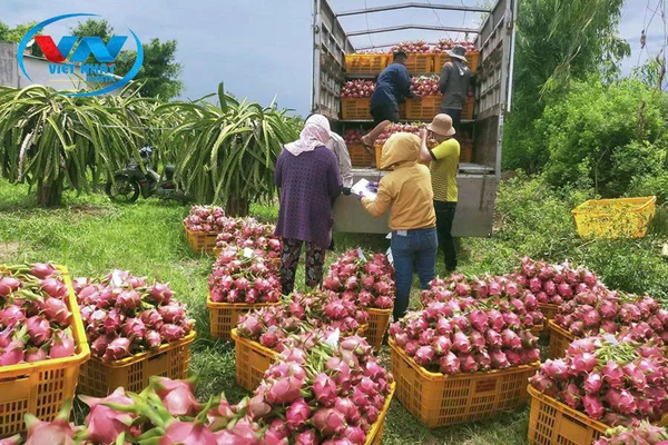 Ky thanh long tại Nhựa Việt Nhật