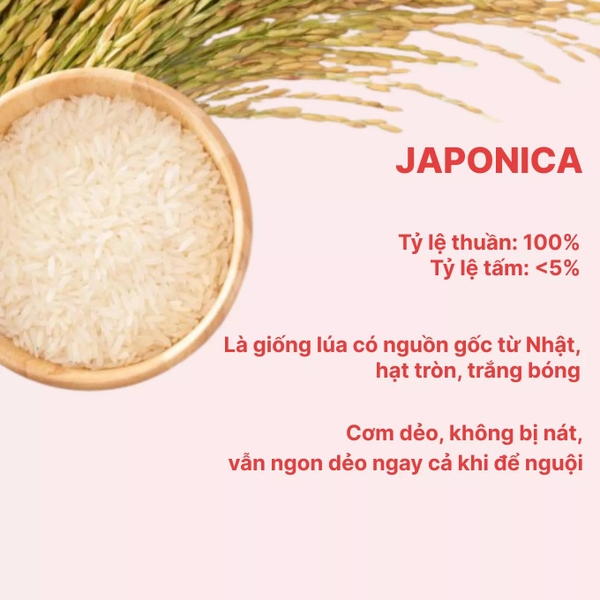 Gạo Nhật Japonica Neptune túi 5kg (1 Túi)