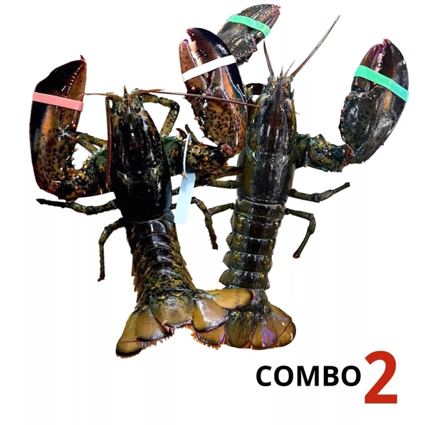 Combo 2 con tôm hùm Alaska sống size 450-550g/con