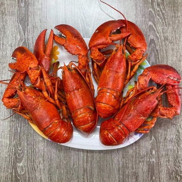 Combo 2 con tôm hùm Alaska sống size 450-550g/con