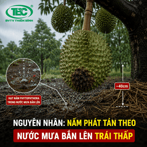 Cơ chế nấm Phytophthora lây lan từ đất lên trái sầu riêng sau các cơn mưa dầm