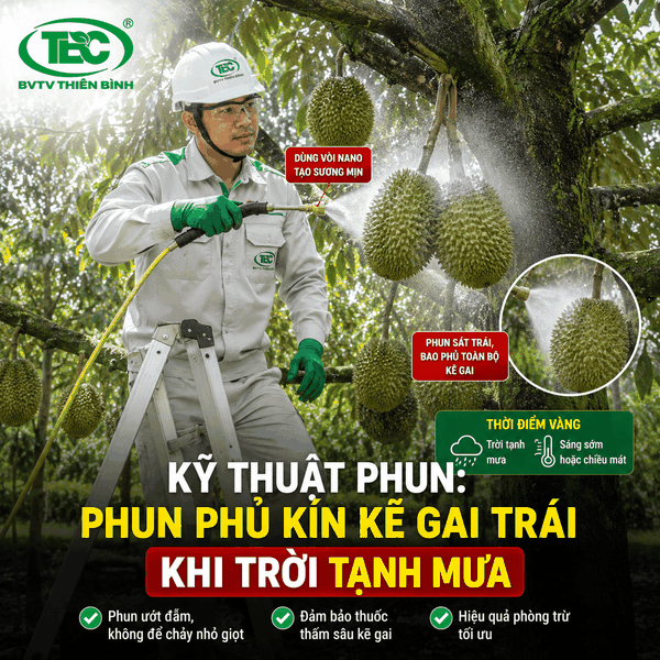 Hướng dẫn phun thuốc trị thối trái sầu riêng đúng kỹ thuật giúp thuốc thẩm thấu sâu