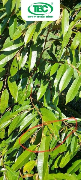 Lá sầu riêng xuất hiện dấu hiệu rầy xanh hại sầu riêng