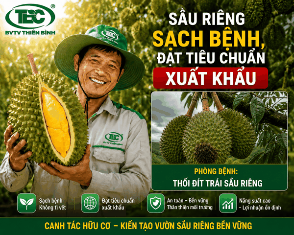 Vườn sầu riêng sạch bệnh thối trái đạt tiêu chuẩn xuất khẩu nhờ quy trình canh tác bền vững.