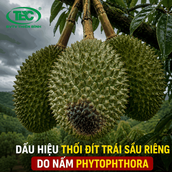 Dấu hiệu bệnh thối trái sầu riêng do nấm Phytophthora trên vỏ gai.