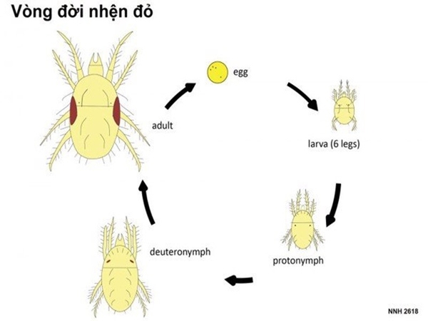 Sơ đồ vòng đời nhện đỏ – từ trứng, ấu trùng, nhện non đến nhện trưởng thành. Chu kỳ phát triển chỉ 7–10 ngày nên chúng sinh sản rất nhanh trong mùa khô.