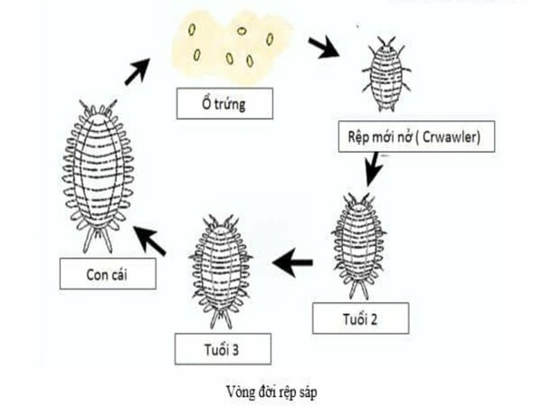 Vòng đời của rệp sáp