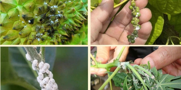 Rệp sáp, rệp vảy, rệp muội gây hại cây trồng
