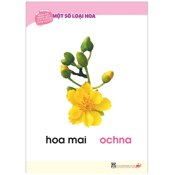 Bộ Tranh Giúp Trẻ Khám Phá Môi Trường Xung Quanh - Một Số Loại Hoa (Song Ngữ Việt - Anh)