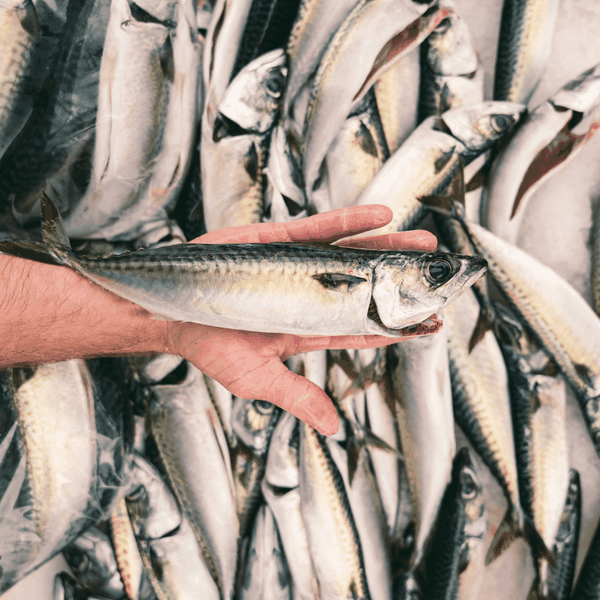 Pacific Mackerel