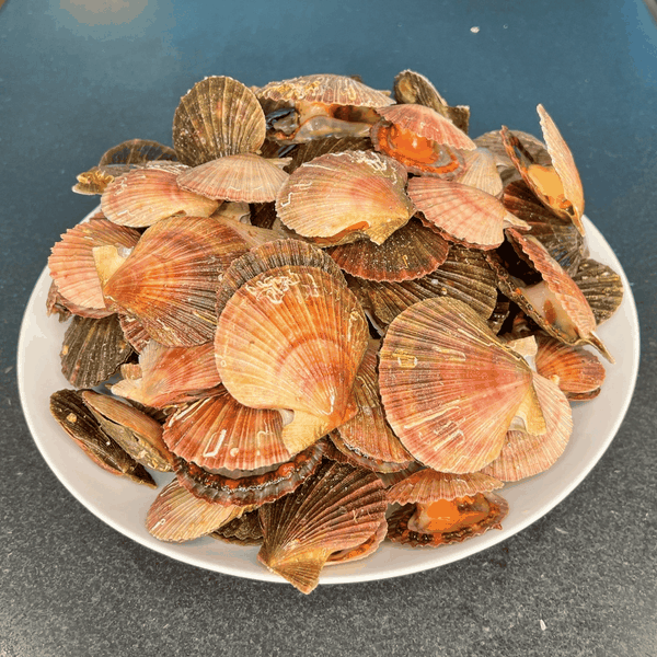 Live Pink Scallop