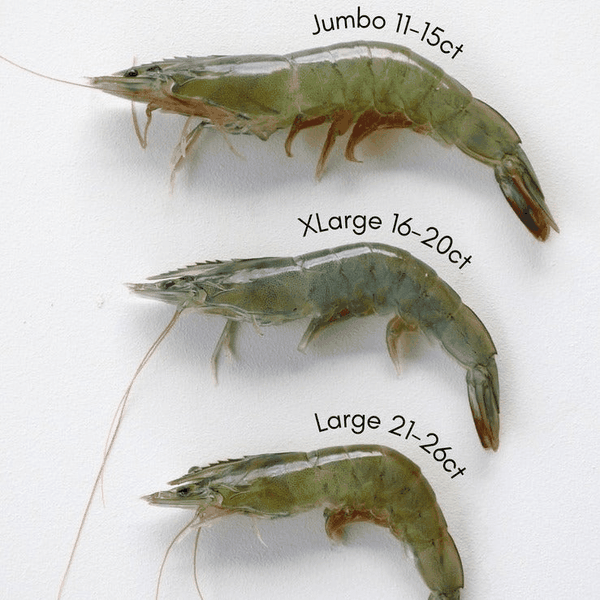 TransparentSea Prawn - Southern California