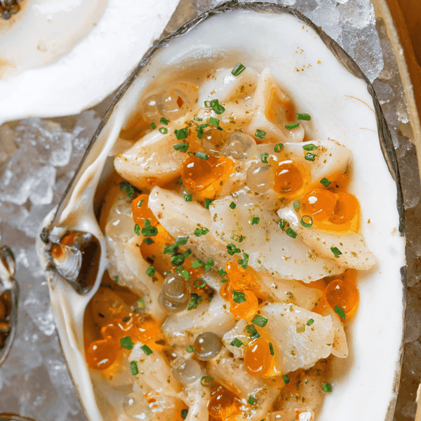 Live Surf Clams - Massachusetts