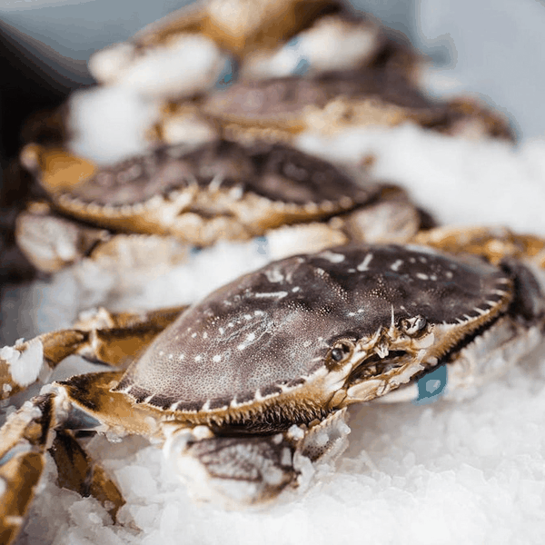 Live Dungeness Crab